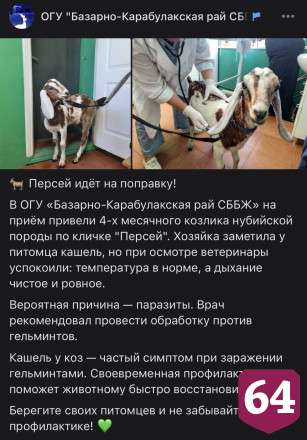 Саратовские ветеринары помогли избавиться от кашля козлику Персею