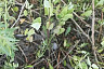 Саратовец прятал наркотики под детским автокреслом